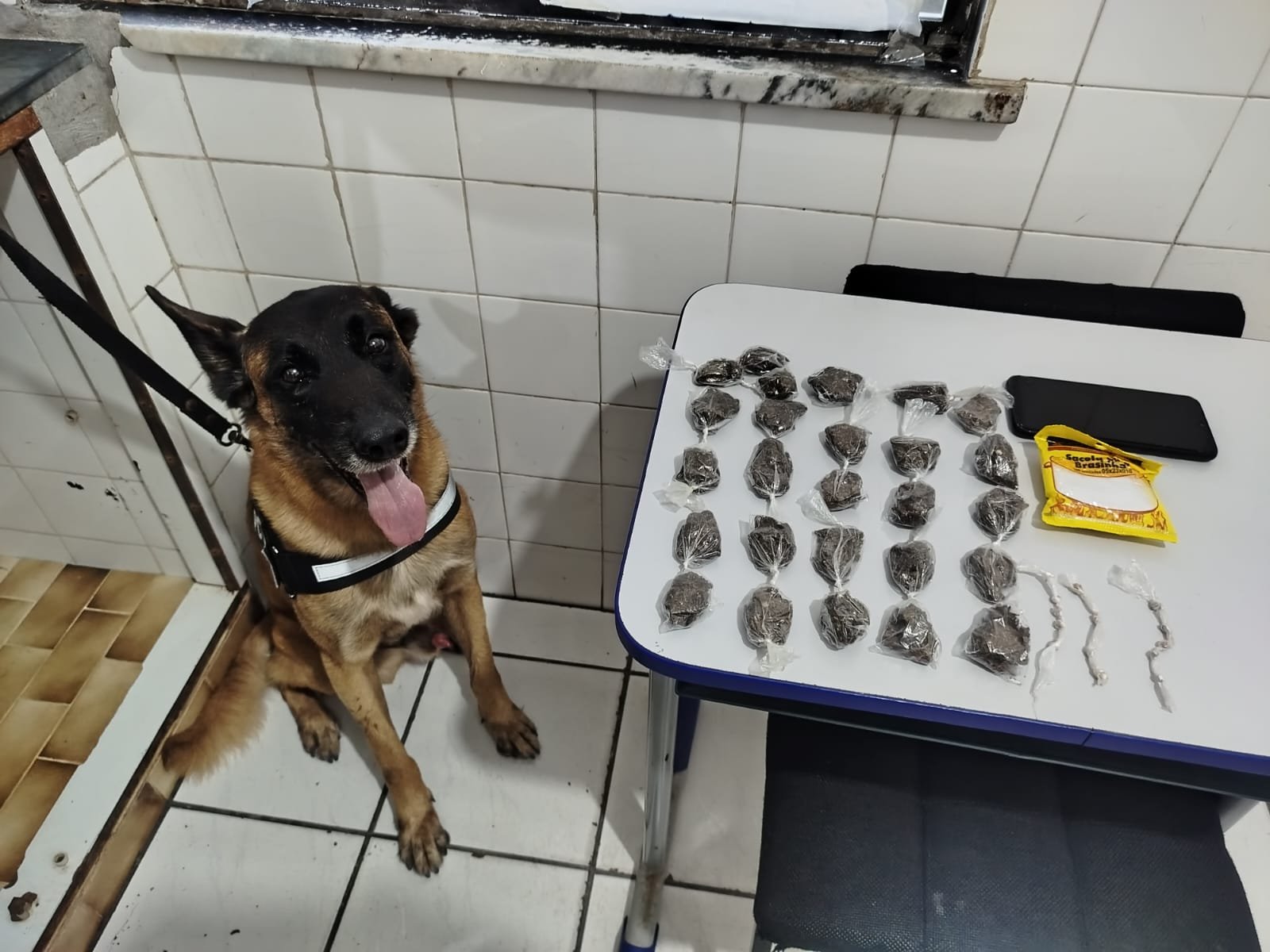 Mucuri: PMBA realiza prisão por tráfico de drogas com canil setorial