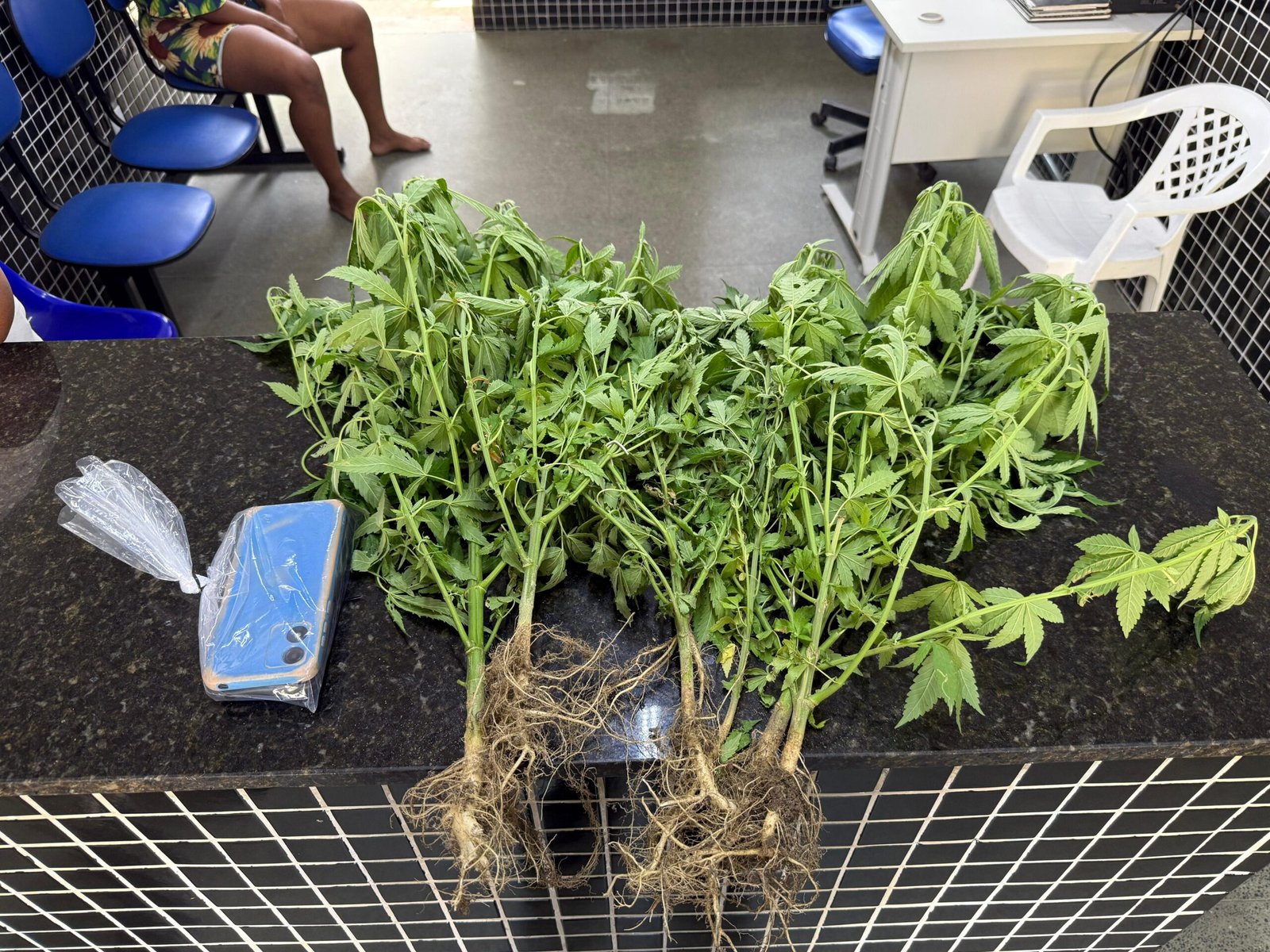 PMBA apreende pés de maconha em residência em Itamaraju