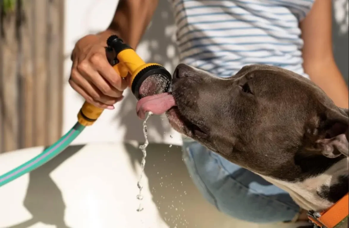 Confira os cuidados essenciais com os pets durante o verão e fique atento aos sinais de alerta