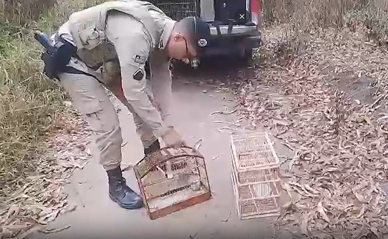 Belmonte: Após denúncia, PM encontra aves presas em pequenas gaiolas e realiza soltura