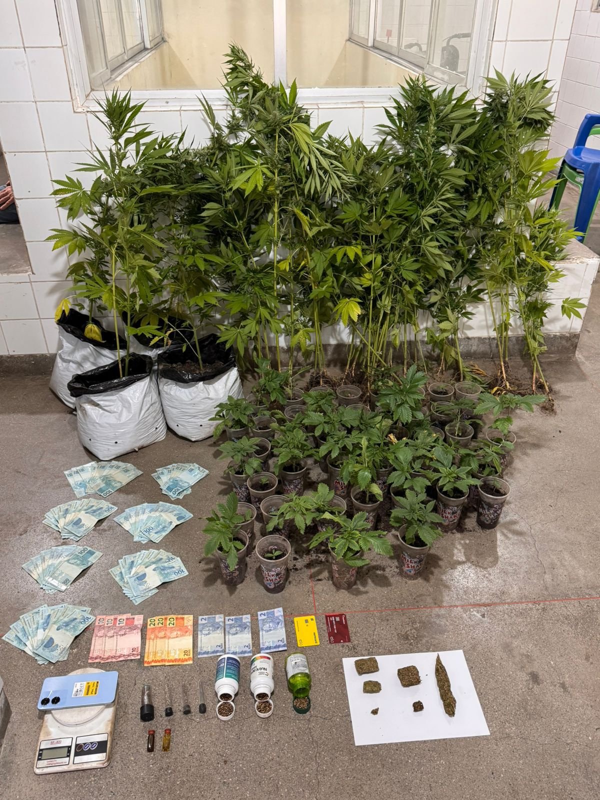 elmonte: PMBA realiza apreensão de grande quantidadede maconha