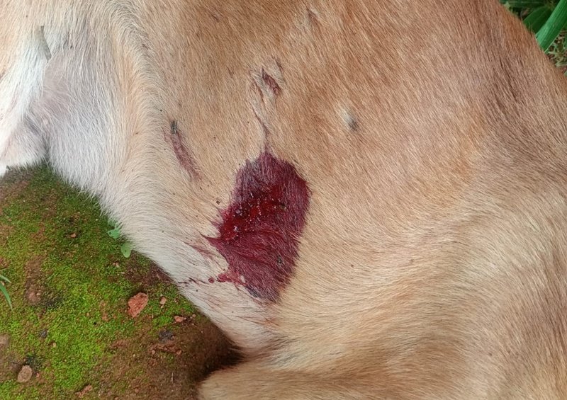 PMBA atua em ocorrência de maus-tratos a animal doméstico com resultado morte em Itamaraju