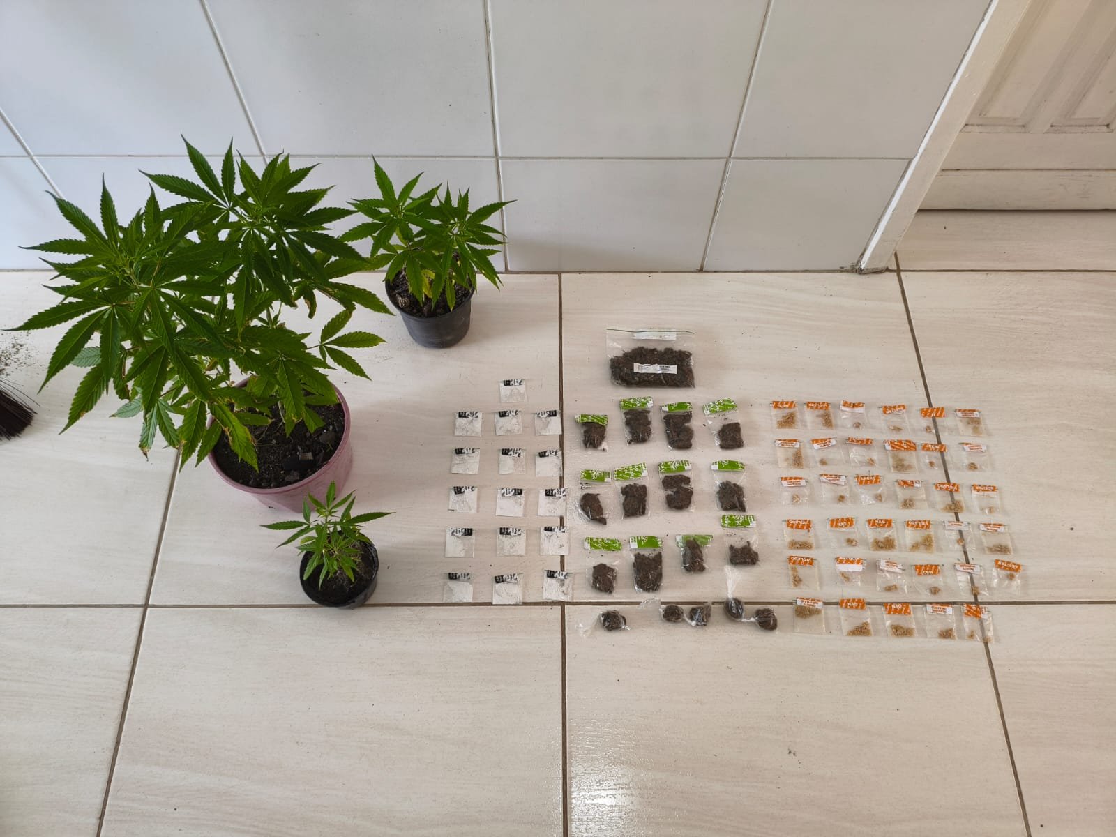 Nova Viçosa: PMBA apreende 03 pés de maconha durante ação na cidade