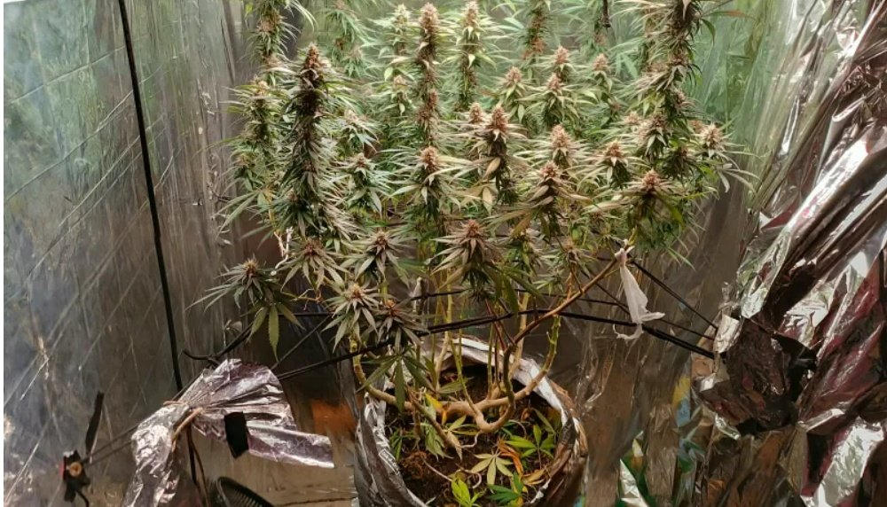 Porto Seguro:  Polícia Civil desarticula estufa de cultivo de maconha no bairro Sapirara em Tancroso